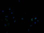 SLC22A10 Antibody in Immunocytochemistry (ICC/IF)