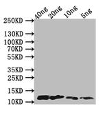 Monkeypox Virus A29L Polyclonal Antibody