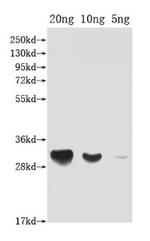DFRA Polyclonal Antibody