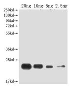 PDF2.2 Antibody in Western Blot (WB)