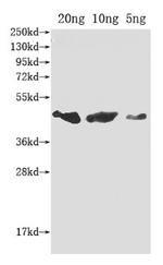 flu Polyclonal Antibody