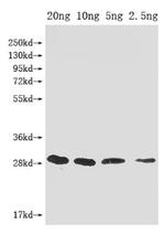 mazF Polyclonal Antibody