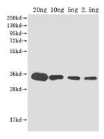 kdsB Polyclonal Antibody