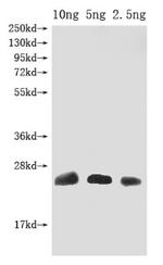 Omega-hexatoxin-Hv1a Polyclonal Antibody