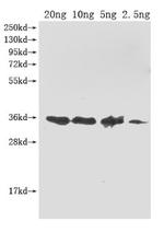 E. coli O157:H7 ompA Polyclonal Antibody