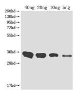 Metallo-beta-lactamase type 2 Antibody in Western Blot (WB)
