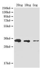 Abrin-a Polyclonal Antibody