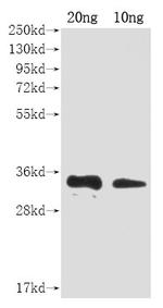 Smallpox Virus A27L Polyclonal Antibody