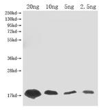 Barstar (Ribonuclease inhibitor) Polyclonal Antibody
