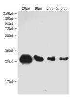 Genome polyprotein Antibody in Western Blot (WB)