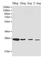 ompX Antibody in Western Blot (WB)