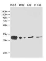lprG Polyclonal Antibody