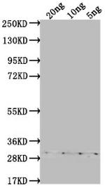 ASY3 Polyclonal Antibody