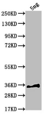 sfl Polyclonal Antibody