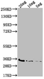 bamD Polyclonal Antibody