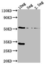 OXYR Polyclonal Antibody