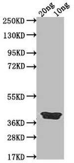 ICSP Polyclonal Antibody