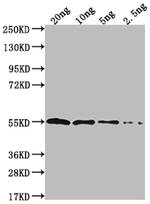 IPAD Polyclonal Antibody