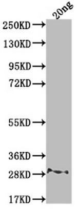 rpsL Polyclonal Antibody