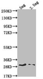 SPY Polyclonal Antibody