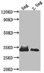 SNF1 Polyclonal Antibody