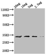 MIC60 Polyclonal Antibody