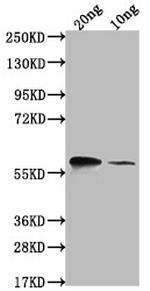 omp38 Polyclonal Antibody