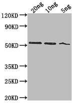 lasB Polyclonal Antibody