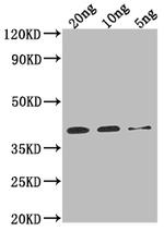 Sarcoplasmic calcium binding protein Polyclonal Antibody