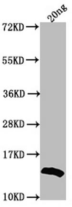 US12 Polyclonal Antibody