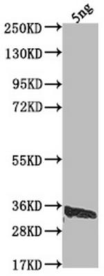 US12 Antibody in Western Blot (WB)
