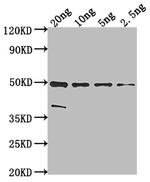 malE Polyclonal Antibody