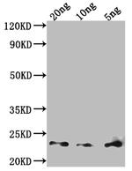 Der p 23 Polyclonal Antibody