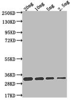L1R Polyclonal Antibody