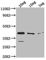 ihfA Polyclonal Antibody