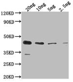 ihfB Antibody in Western Blot (WB)