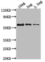 mpII Antibody in Western Blot (WB)