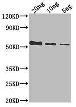 UL49 Polyclonal Antibody