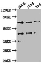 kaiC Antibody in Western Blot (WB)