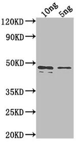 rpaA Polyclonal Antibody