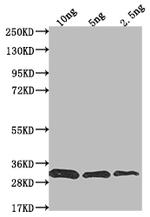 prfA Antibody in Western Blot (WB)