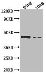 Venezuelan Equine Encephalitis Virus NSP1 Polyclonal Antibody