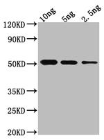 BRO1 Polyclonal Antibody