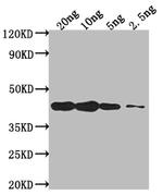 DREB2C Polyclonal Antibody