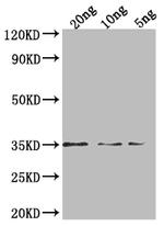 PEN1 Polyclonal Antibody