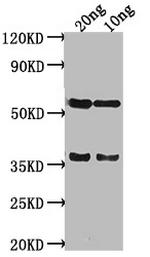 salm Polyclonal Antibody