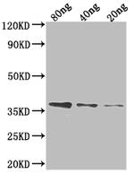 FTSI Antibody in Western Blot (WB)
