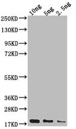 Escherichia Virus Capsid Antibody in Western Blot (WB)