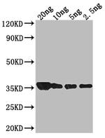 groL Polyclonal Antibody