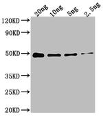 DXR Antibody in Western Blot (WB)